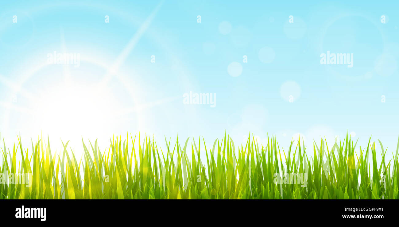 hierba primaveral y luz solar panorámica de fondo Ilustración del Vector
