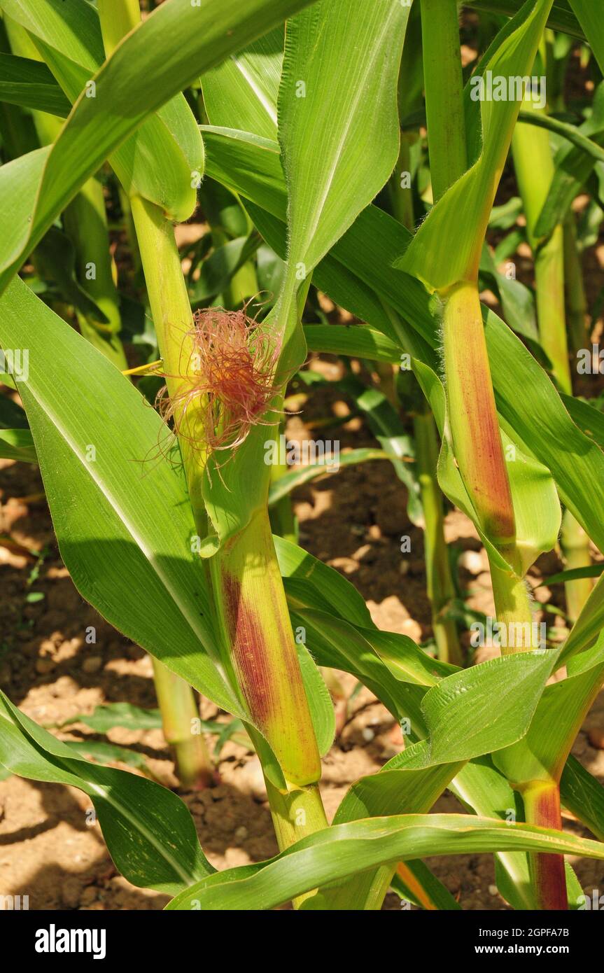 Las mazorcas se forman en el maíz. Zea Mays. Foto de stock