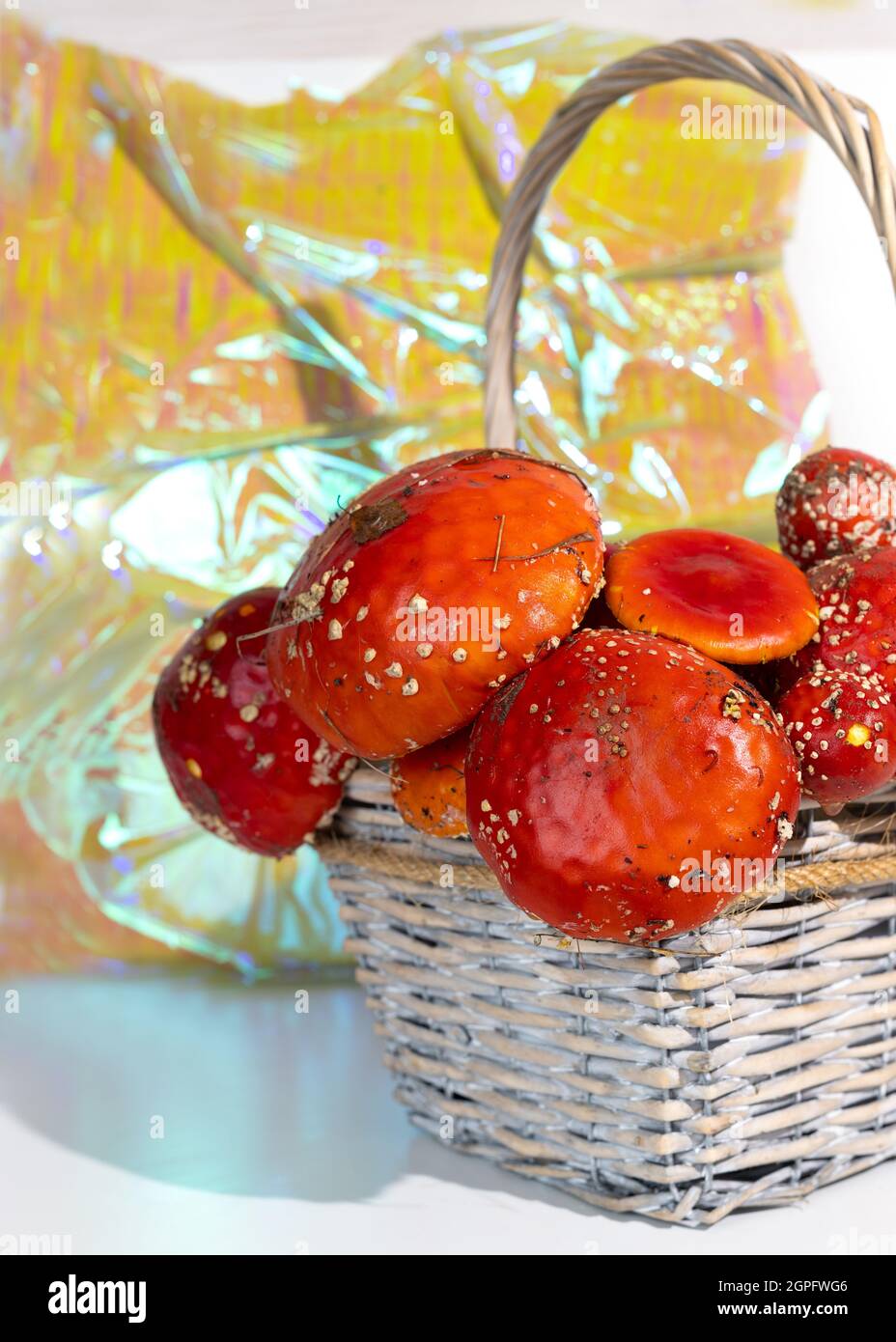 Vuele los hongos agáricos en una cesta. Cosecha de amanita para la fabricación de medicamentos. La microdosificación de Amanita es el uso de setas secas en un ultra-l. Foto de stock