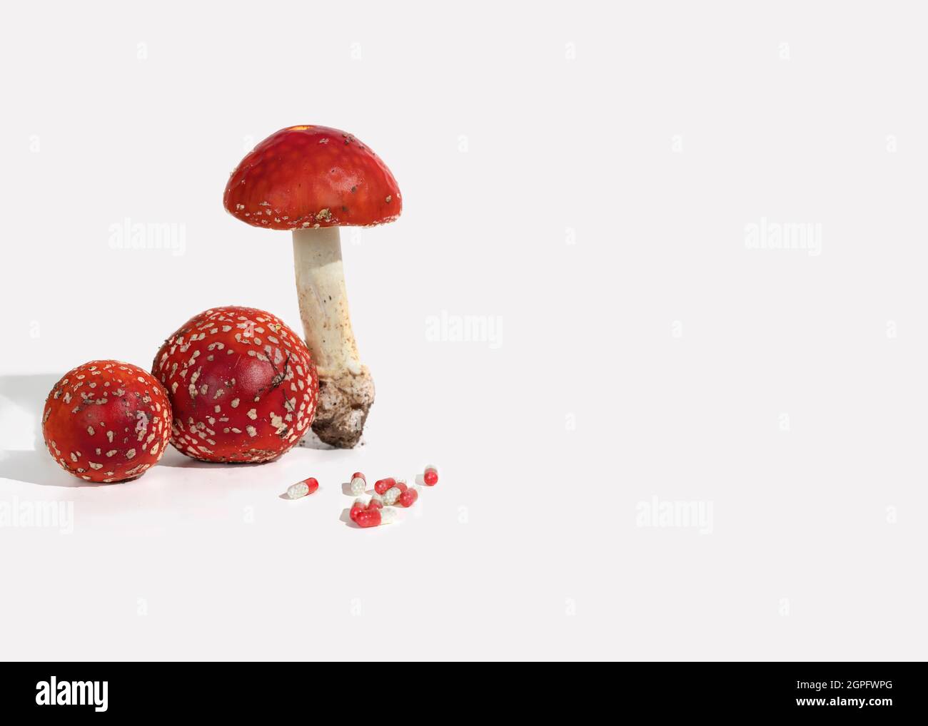 Vuele los hongos agáricos en una cesta. Cosecha de amanita para la fabricación de medicamentos. La microdosificación de Amanita es el uso de setas secas en un ultra-l. Foto de stock