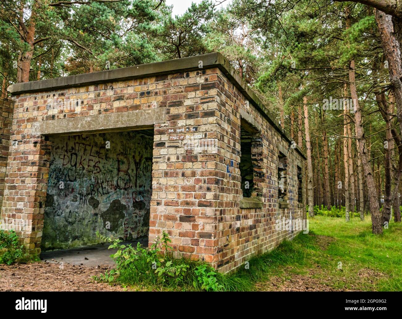 Ruinas de la II Guerra Mundial el edificio de ladrillo, John Muir Country Park en bosque de pino, East Lothian, Escocia, Reino Unido Foto de stock