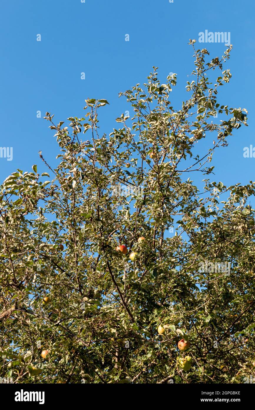 Las manzanas maduran en un árbol en otoño Foto de stock