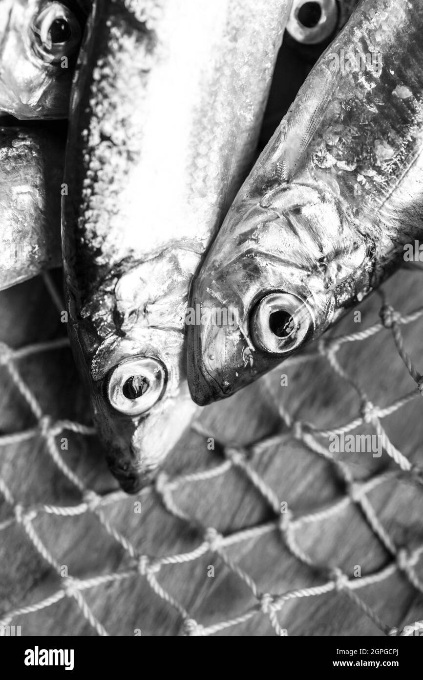 Ratas frescas, crudas, Sprattus sprattus, capturado en la bahía de Lyme Dorset. Las espadatas son un pez pequeño que se descalla y que tiene un alto contenido de aceites de pescado y que a menudo se vende etiquetado Foto de stock