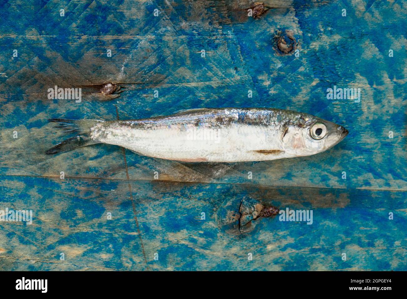 Espadín fresco, crudo, Sprattus sprattus, capturado en la bahía de Lyme Dorset. Las espadatas son un pez pequeño que se descalla y que tiene un alto contenido de aceites de pescado y que a menudo se vende etiquetado Foto de stock