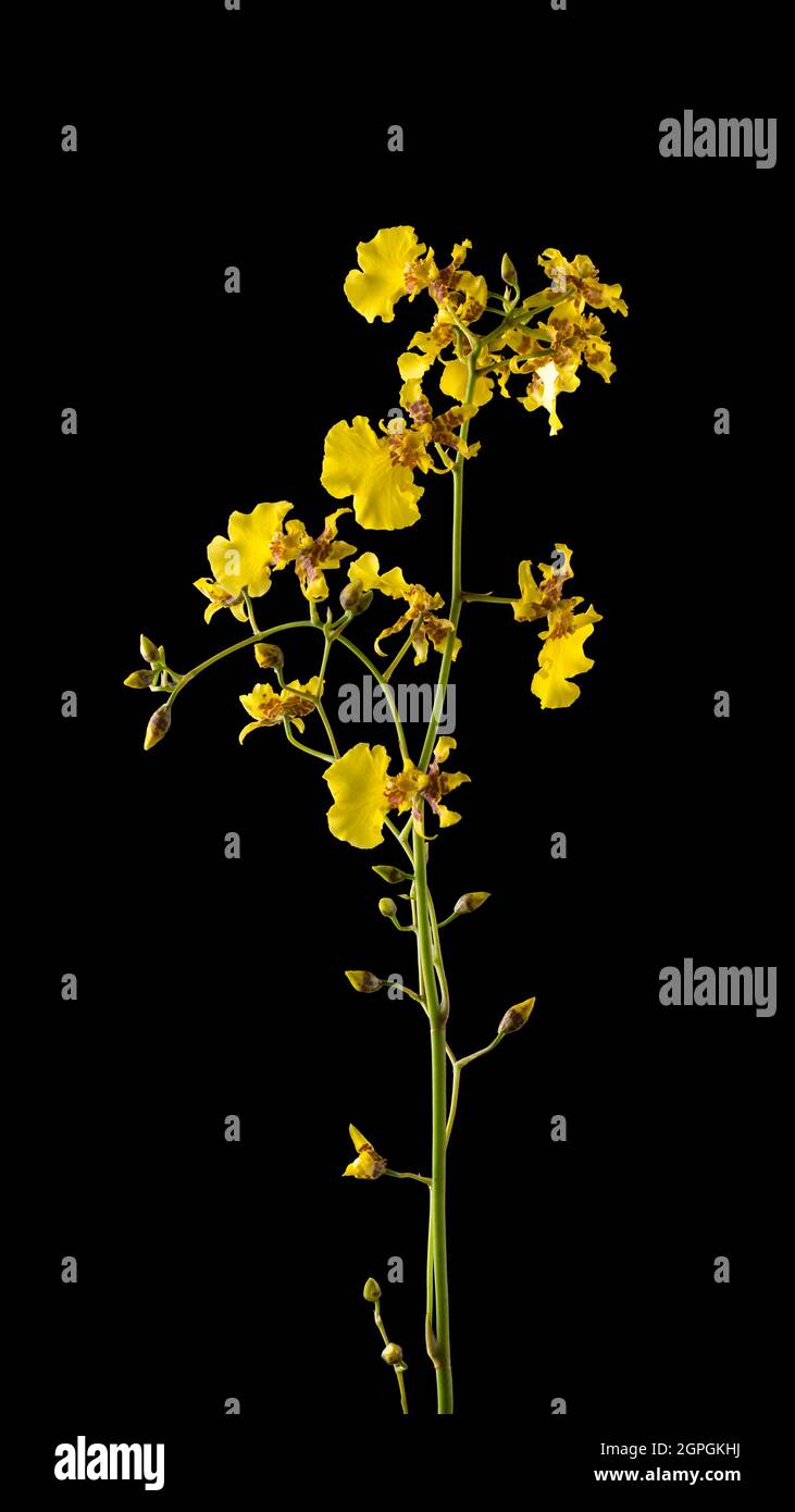 comúnmente conocido como ducha dorada y es una planta de floración. Es una  planta ornamental que florece a finales de primavera. Las flores son de  importancia ritual Fotografía de stock - Alamy