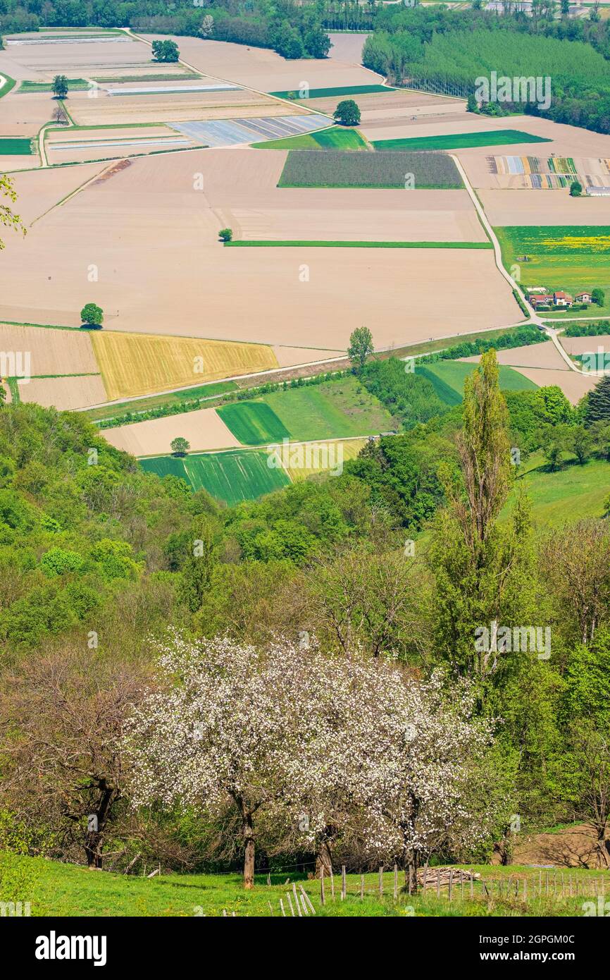 Venón fotografías e imágenes de alta resolución Alamy