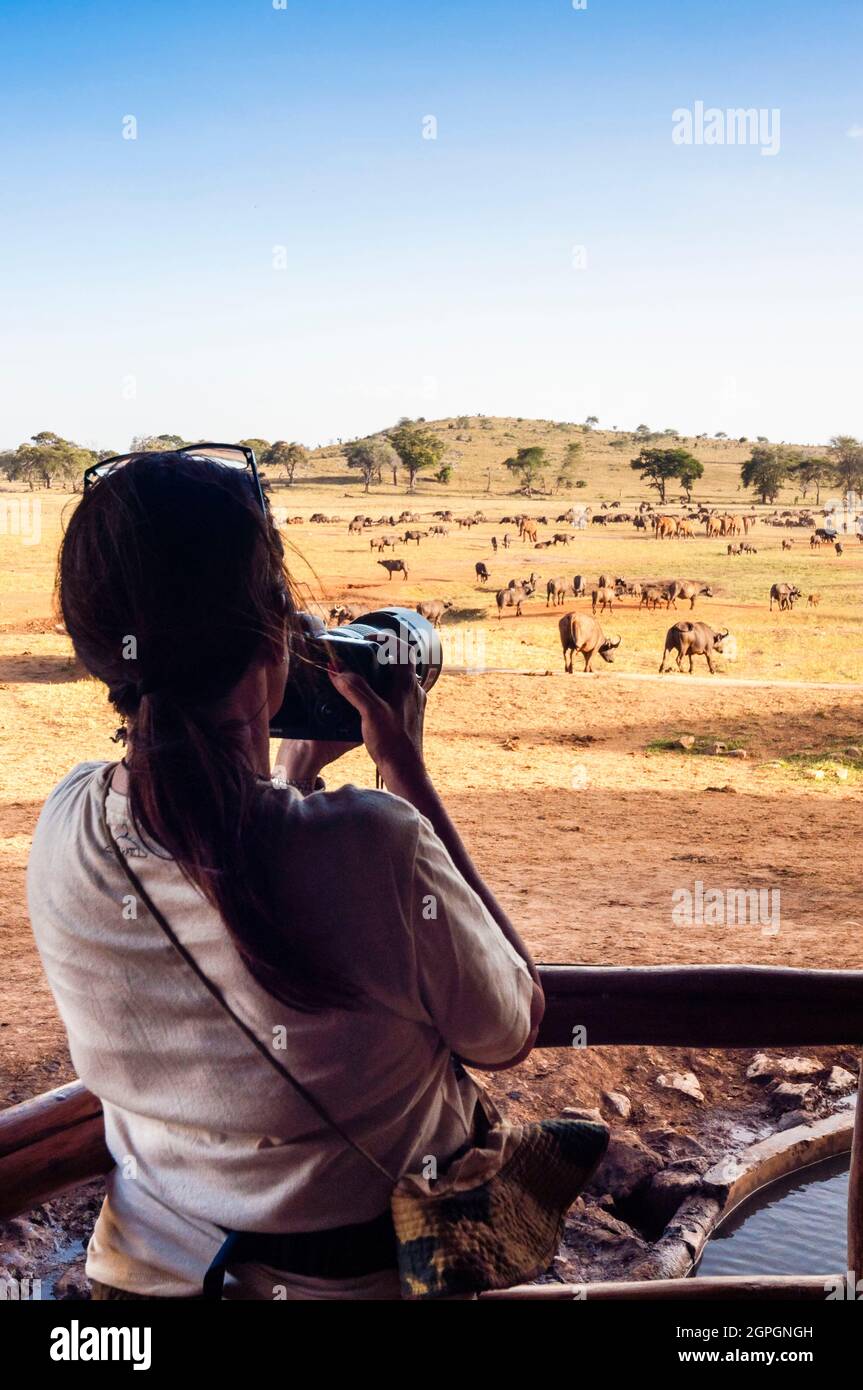 Kenia, Taita Hills Wildlife Sanctuary, turismo fotografiando manada de búfalos (Syncerus caffer) Foto de stock