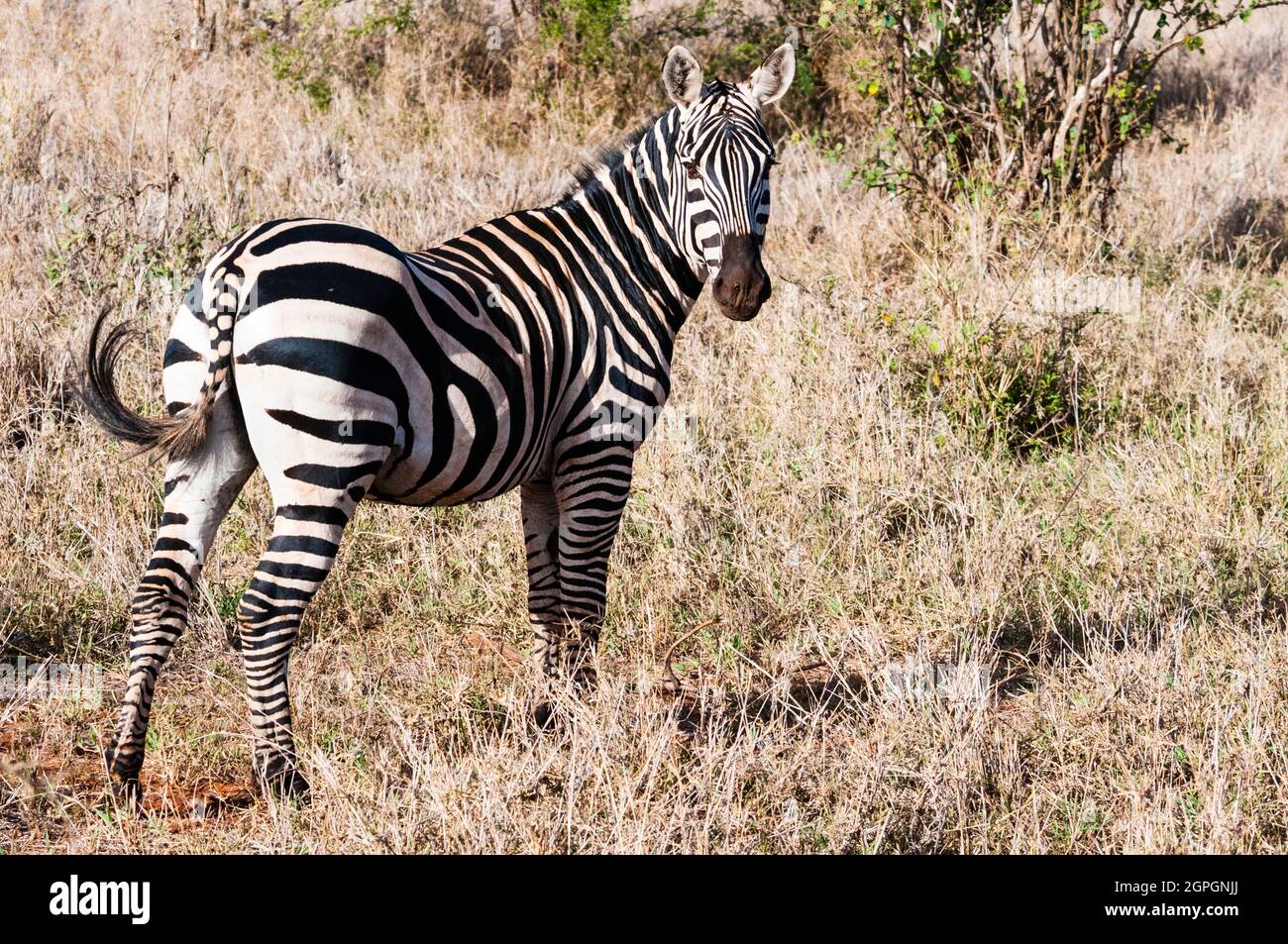 Kenia, Reserva Natural de Taita Hills, una cebra de Llanos (Equus quagga) Foto de stock