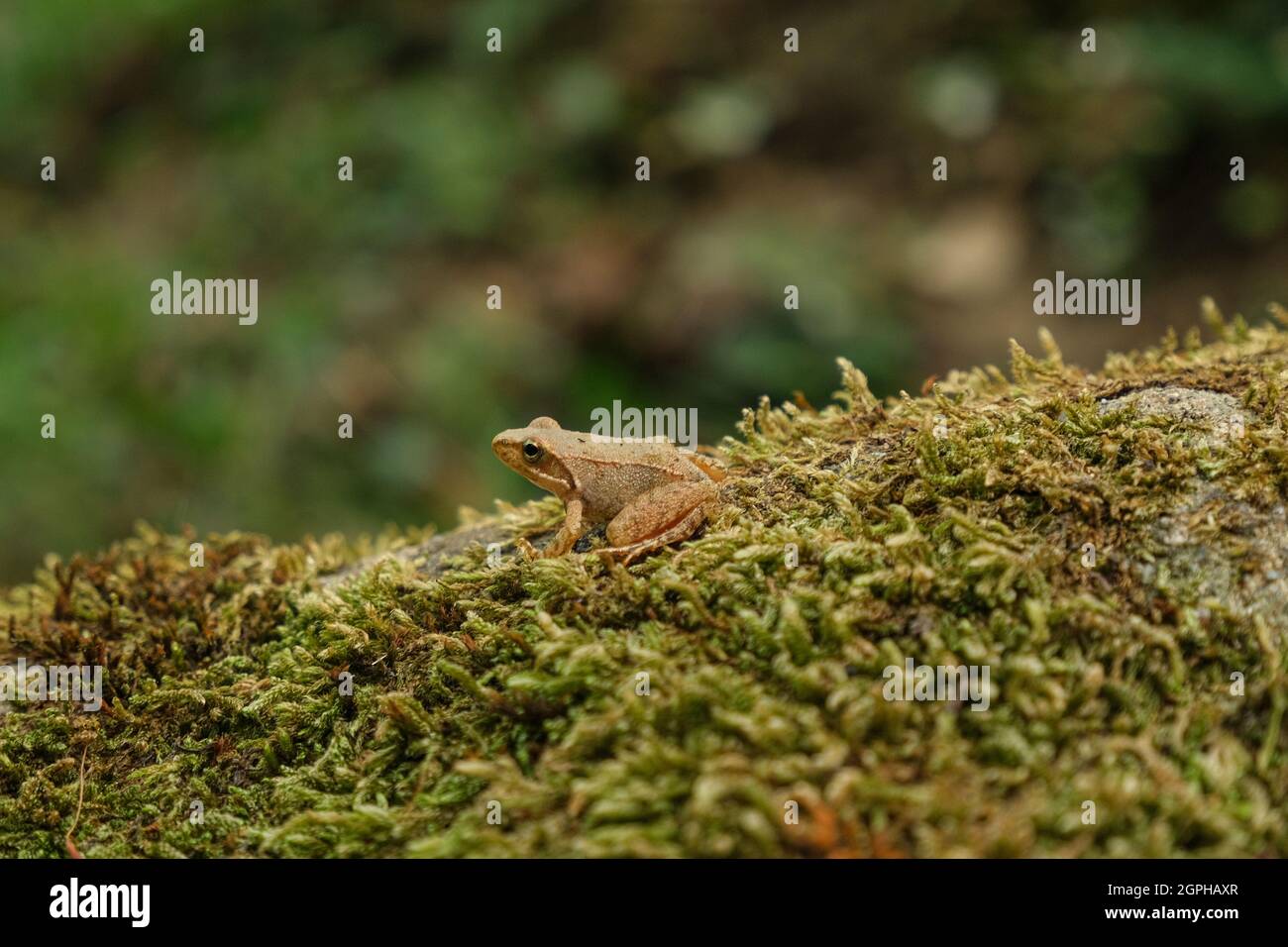 Vista aislada de la rana silvestre mientras descansa sobre el ecosistema del bosque, animales anfibios Foto de stock