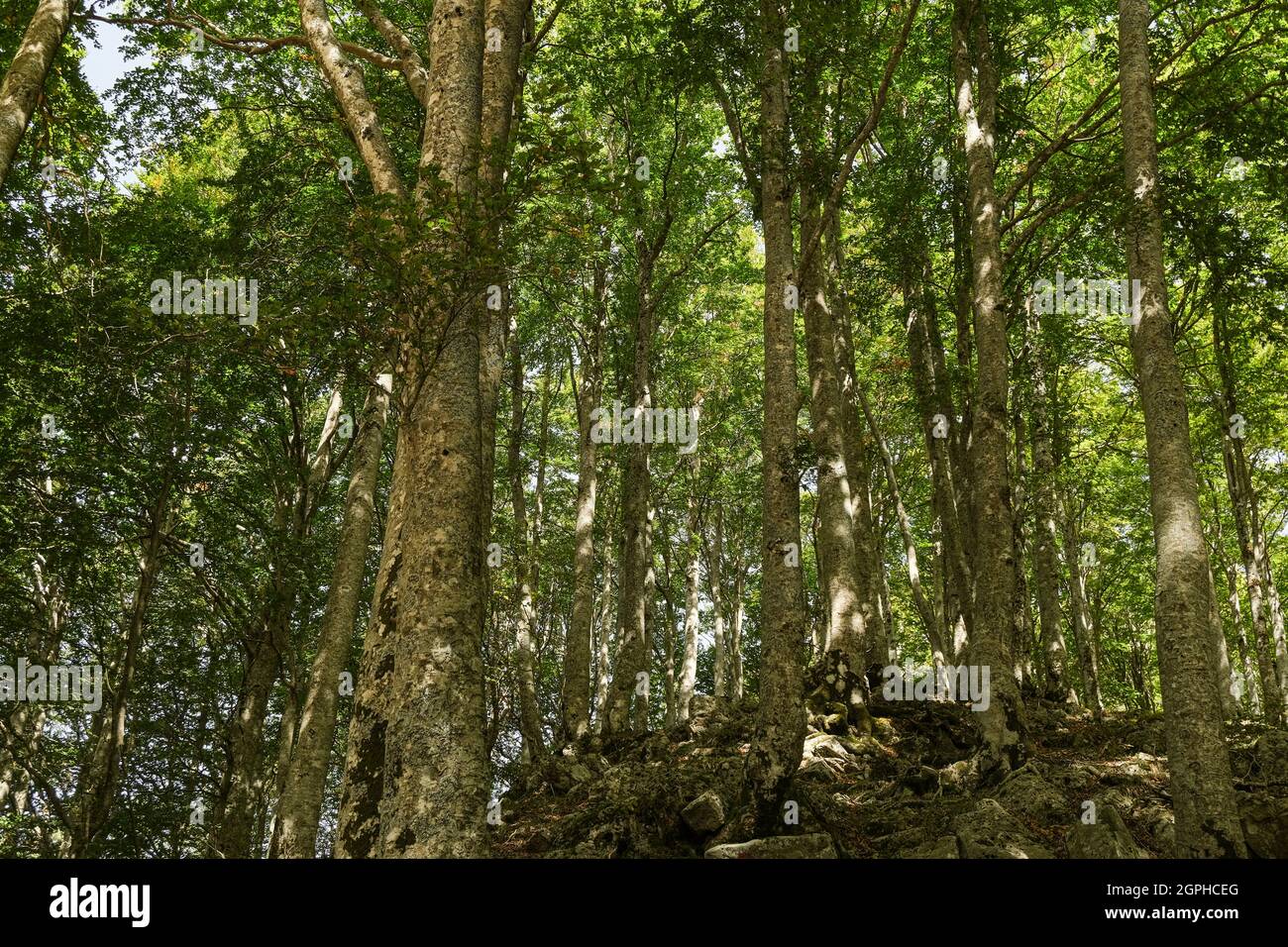 Ecosistema de bosques silvestres de haya en un paisaje natural sin procesar, fondo natural Foto de stock