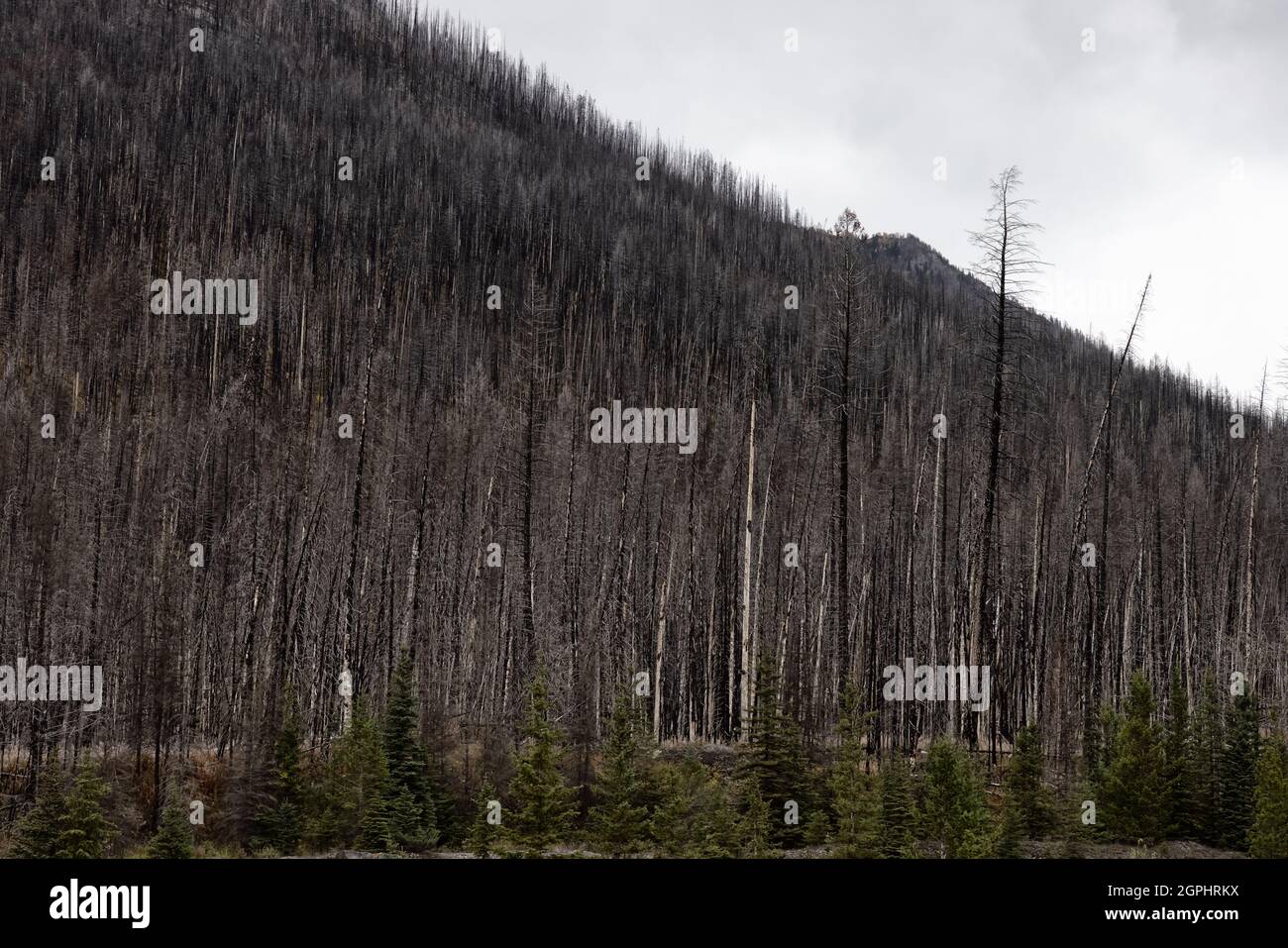 Los árboles en las Montañas Rocosas Canadienses devorado y quemado por el Fuego Forestal Foto de stock