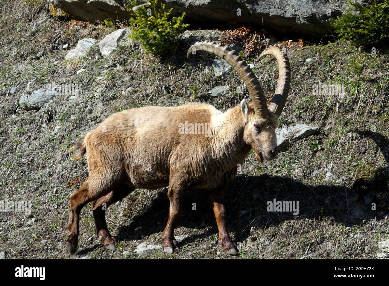 Alpensteinbock, Capra ibex Foto de stock