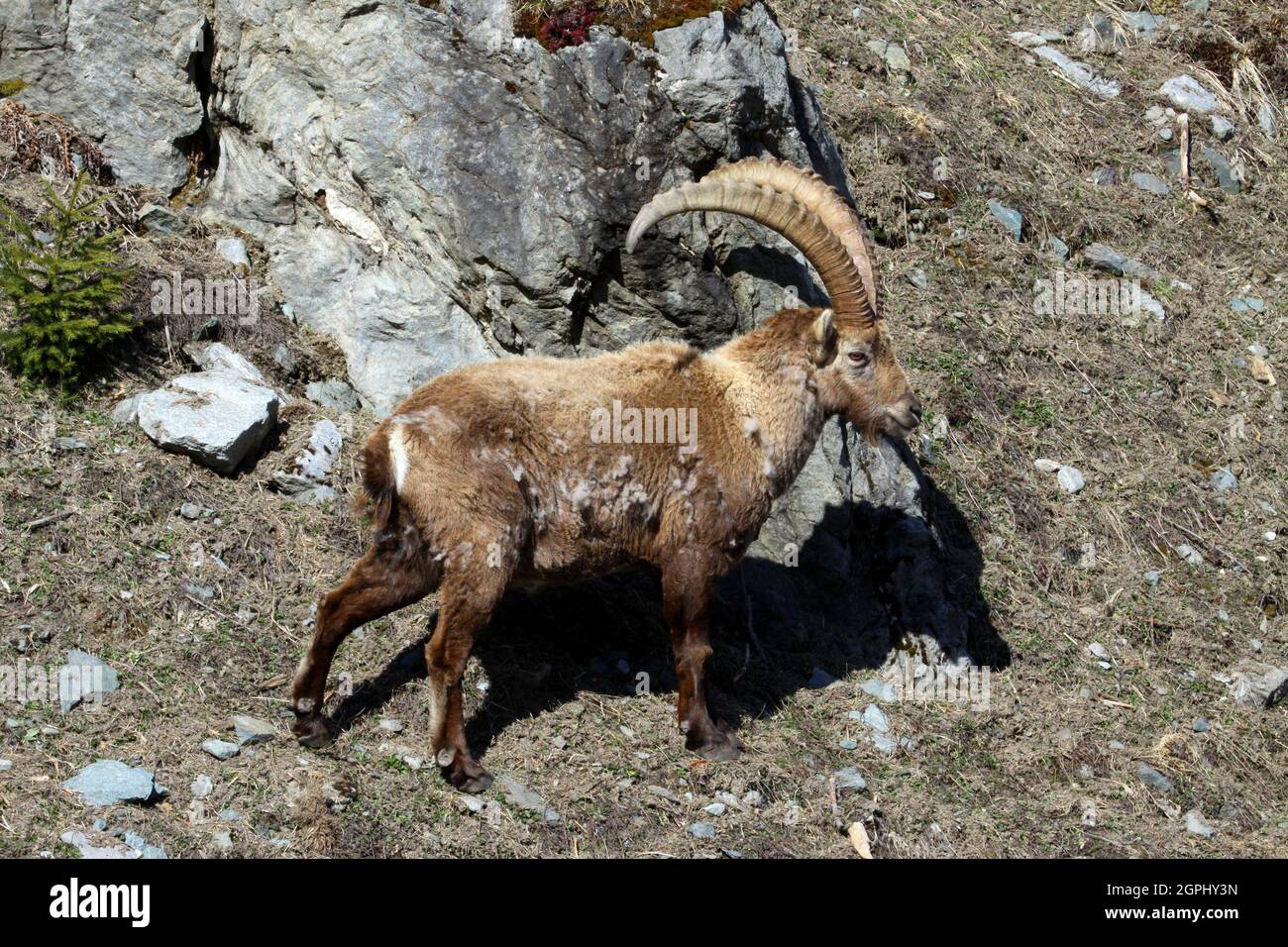 Alpensteinbock, Capra ibex Foto de stock