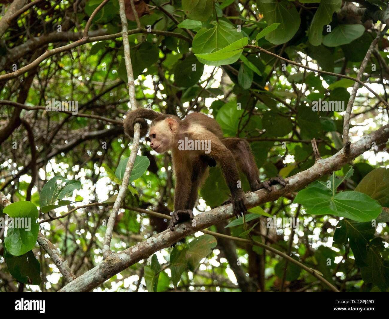 El capuchino panameño de cara blanca (imitador de Cebus), también conocido como capuchino panameño o centroamericano de cabeza blanca, está colgando de la rama Foto de stock