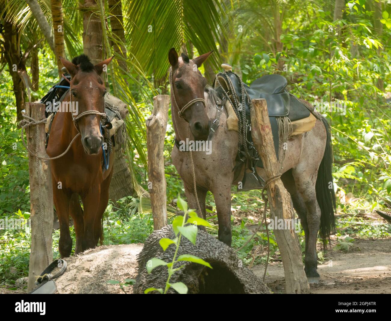 Caballos tristes explotados con Saddle en su espalda para llevar turistas en la carretera Tayrona Park Road, Colombia Foto de stock
