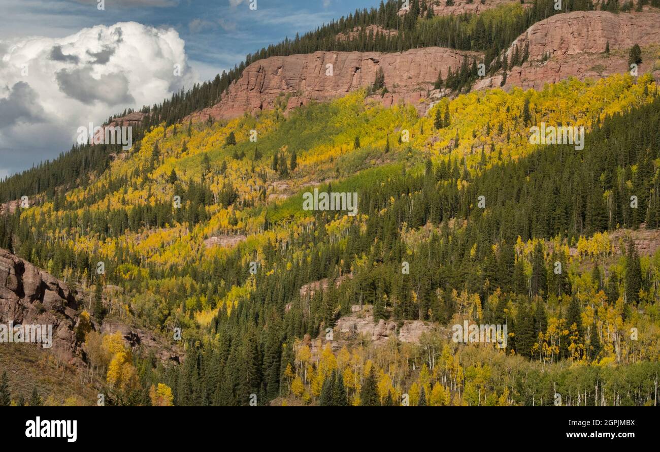 Álamos en otoño, las montañas Elk, Upper Cement Creek, Gunnison County, Colorado, Septiembre Foto de stock