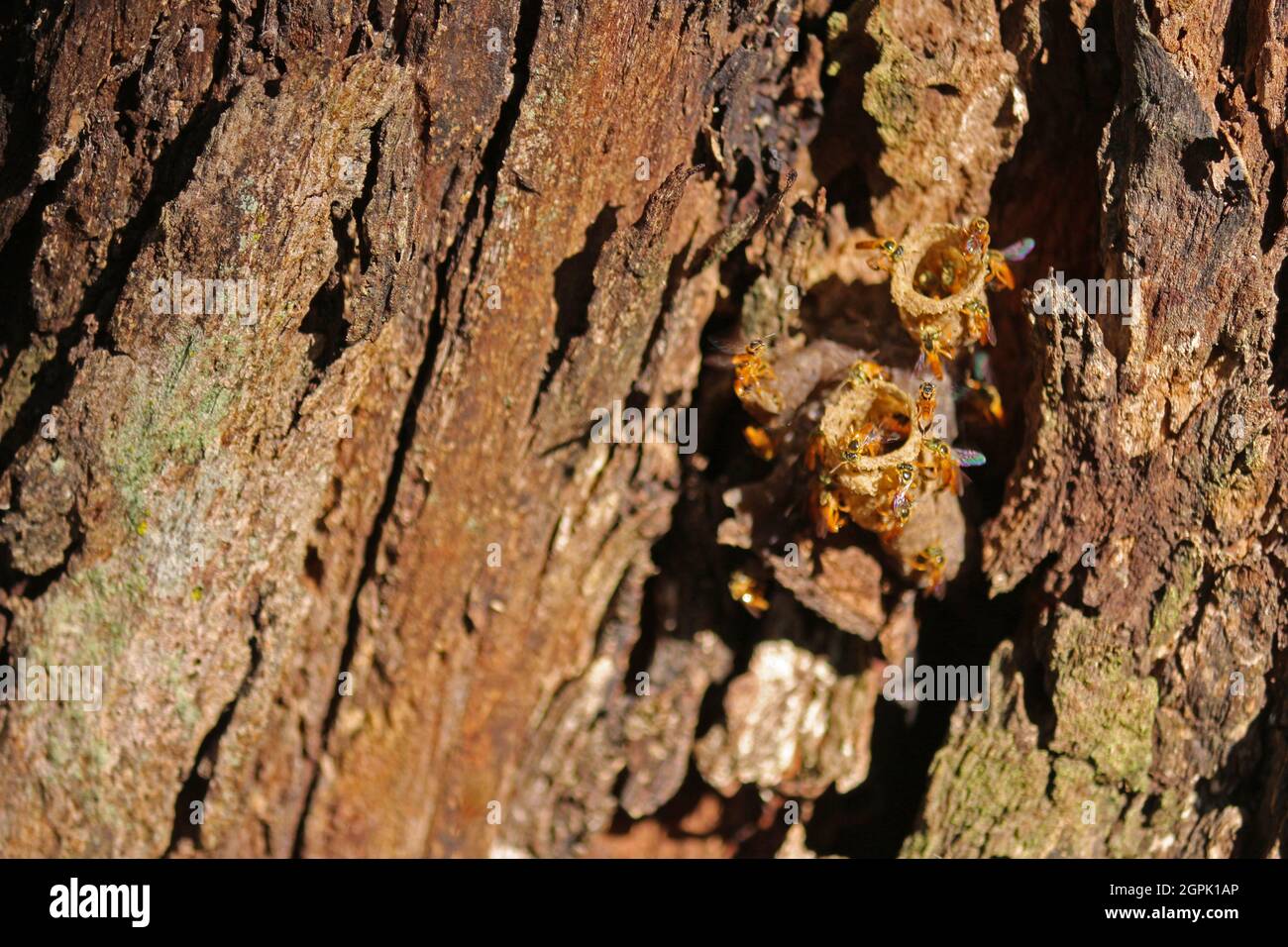 Abejas Jataí sin aguijón, montando su colmena en un tronco de árbol de Mata Atlántica, Brasil. Su miel es muy cara, debido a la rareza de la especie, Foto de stock
