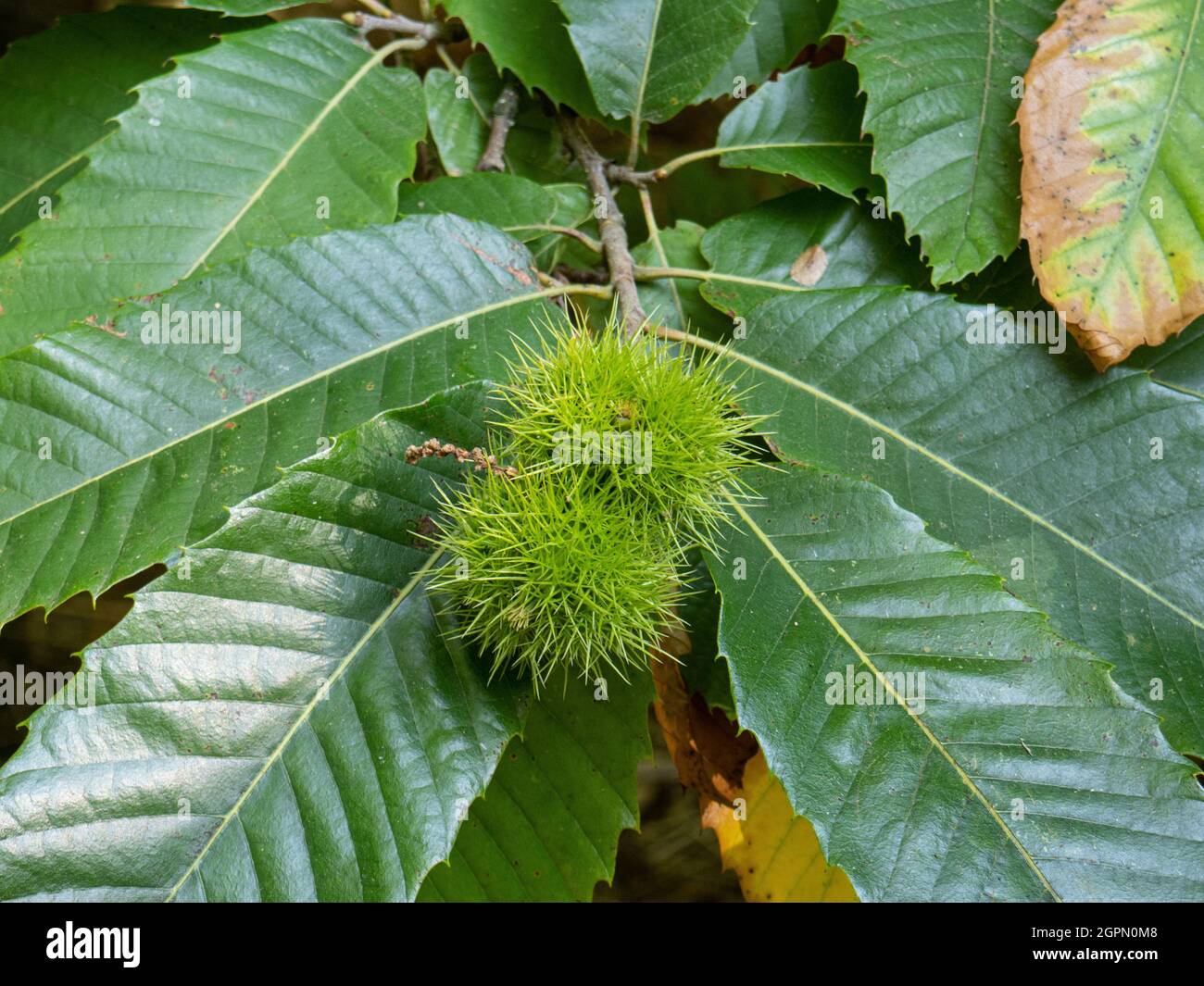 Un primer plano de la caja de fruta verde espita de la castaña dulce (Castanea sativa) contra un fondo de las hojas verdes brillantes Foto de stock