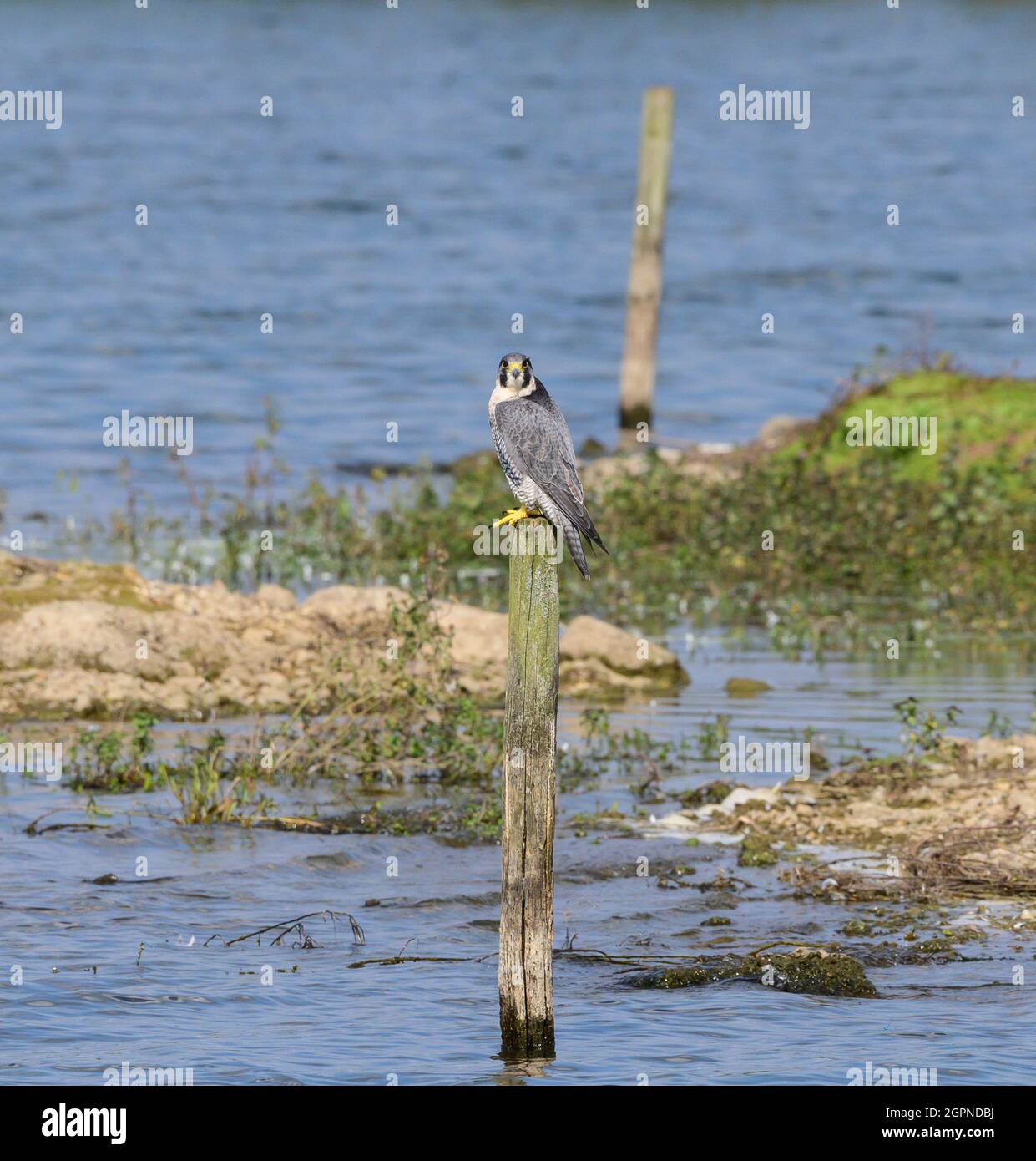 Halcón Peregrina buscando presa sentada en un poste de madera en la Reserva Natural del Lago Blashford con pastos de humedales y bancos de arena. Foto de stock