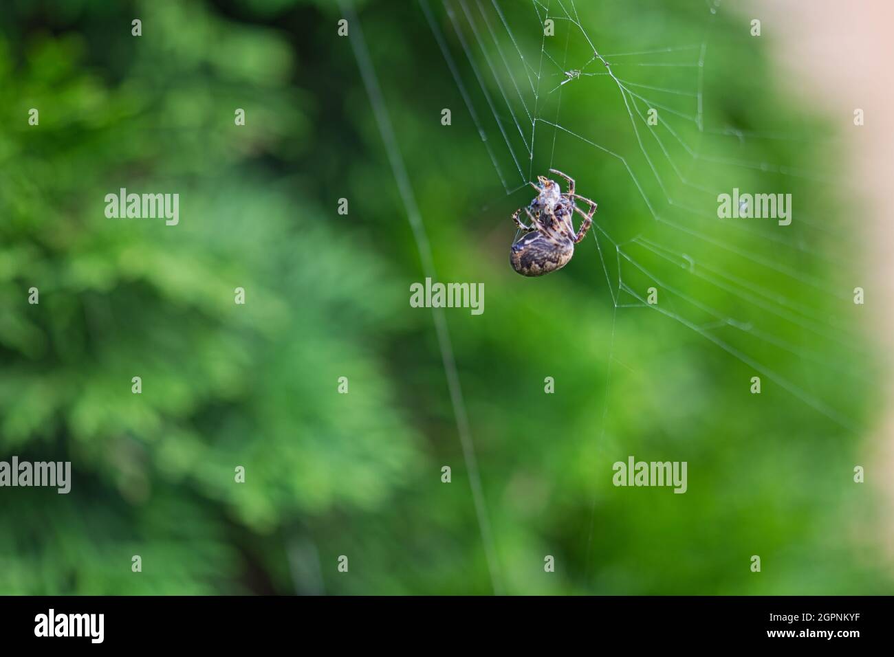 Makroaufnahme von einer Spinne Foto de stock