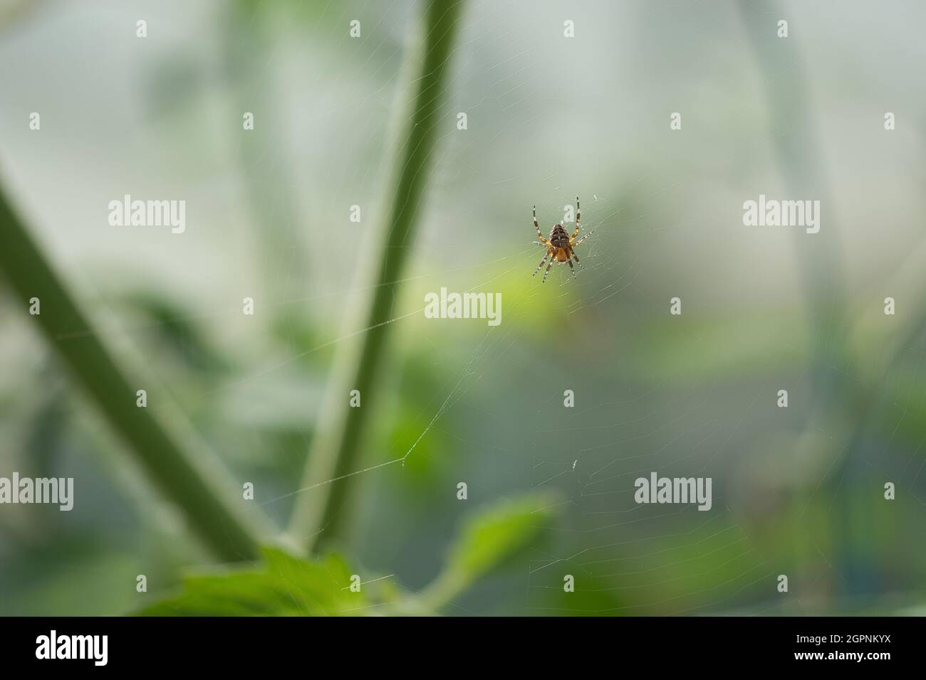 Makroaufnahme einer Spinne Foto de stock