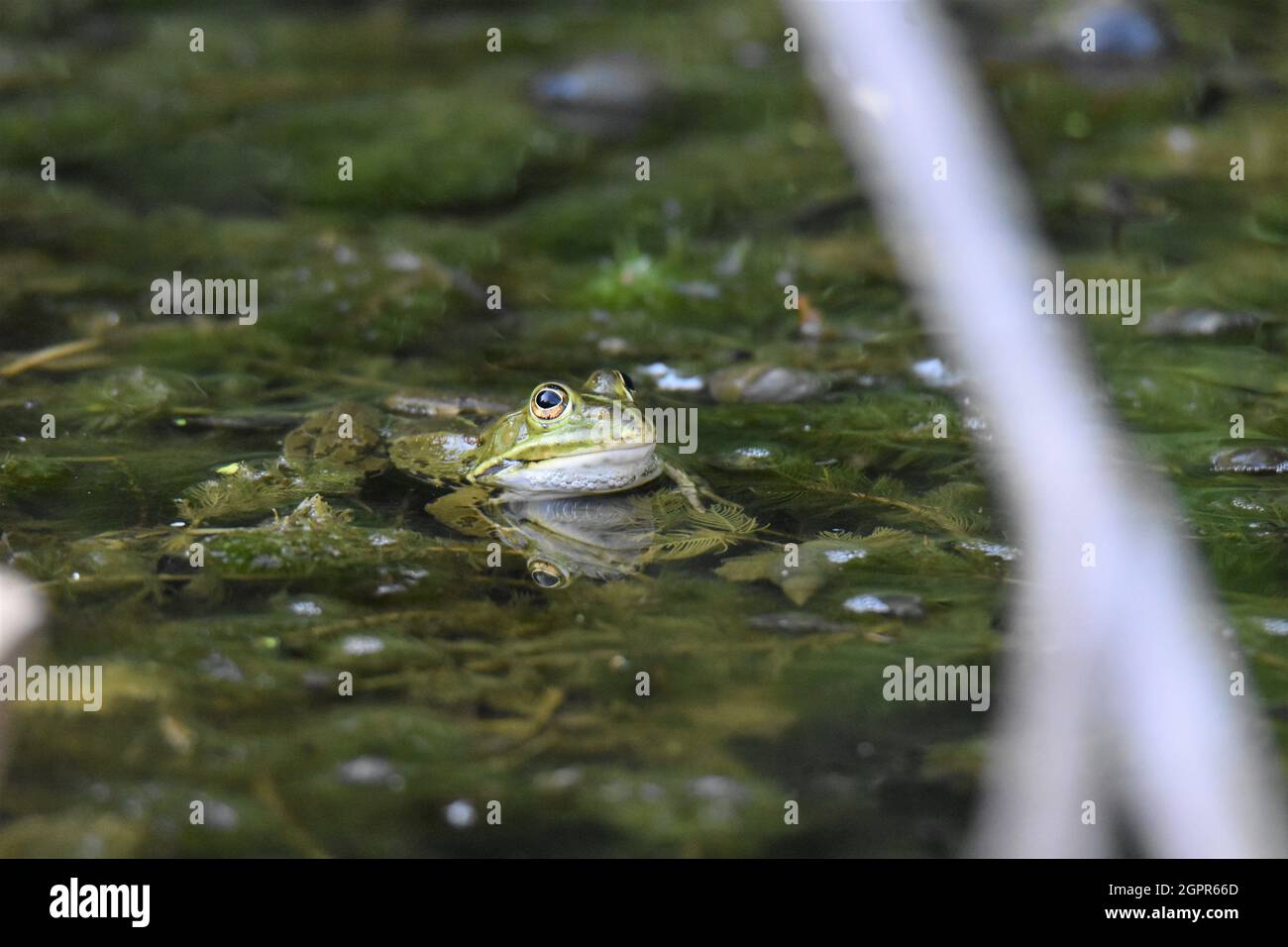Close-up de Frog nadar en el lago Foto de stock