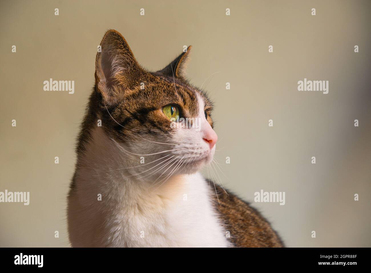 Atigrado y un gato blanco. Foto de stock