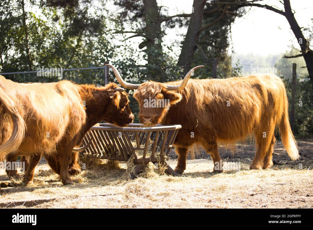 pelo marrón vaca holandesa en el zoológico Foto de stock