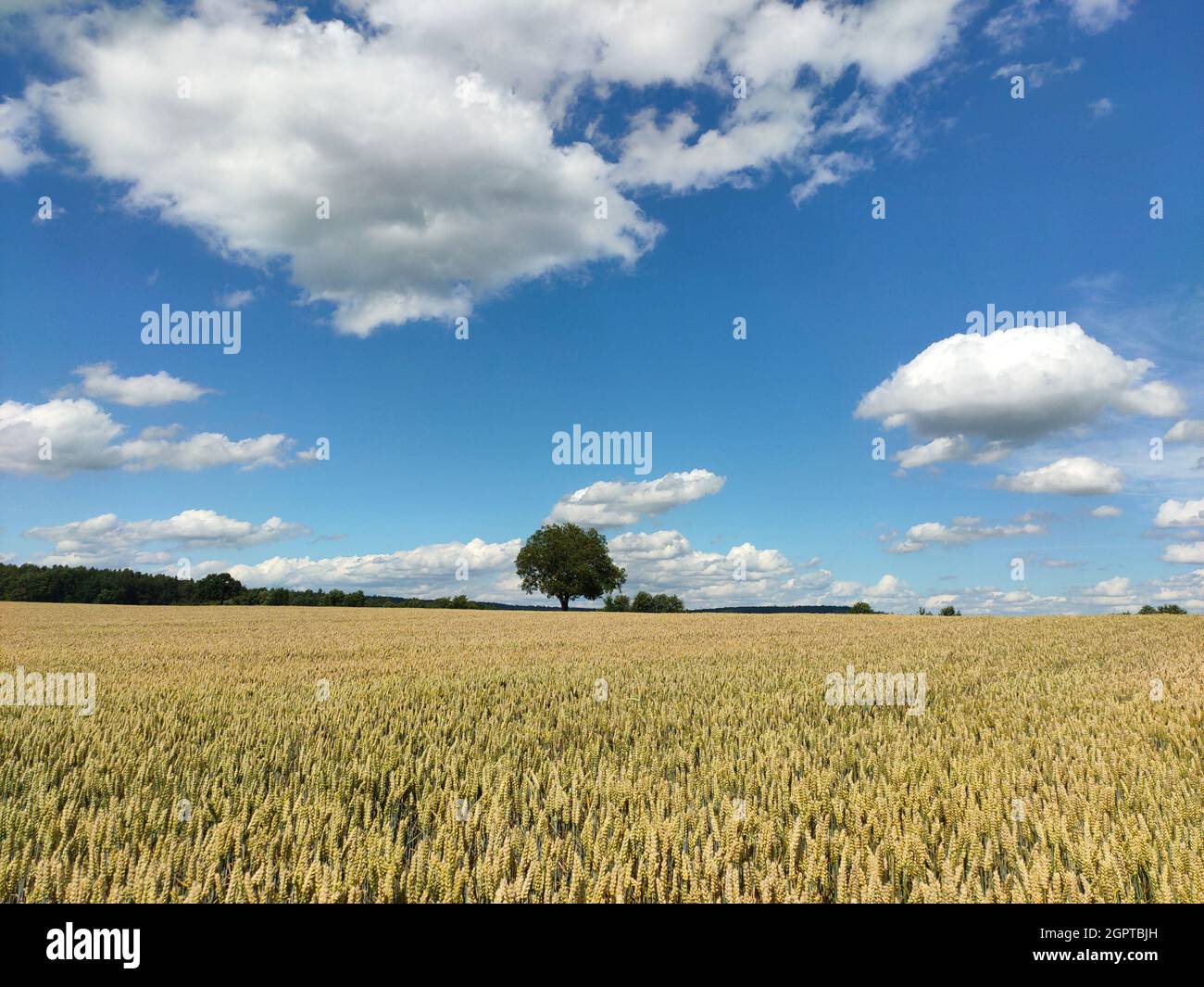 Vista panorámica del campo agrícola contra Sky Foto de stock
