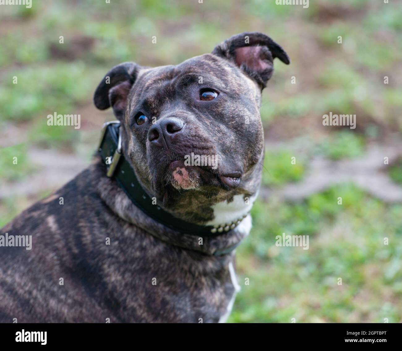 Staffordshire Bull Terrier es un perro muy popular de la familia también  conocido como perro del babysitter Fotografía de stock - Alamy