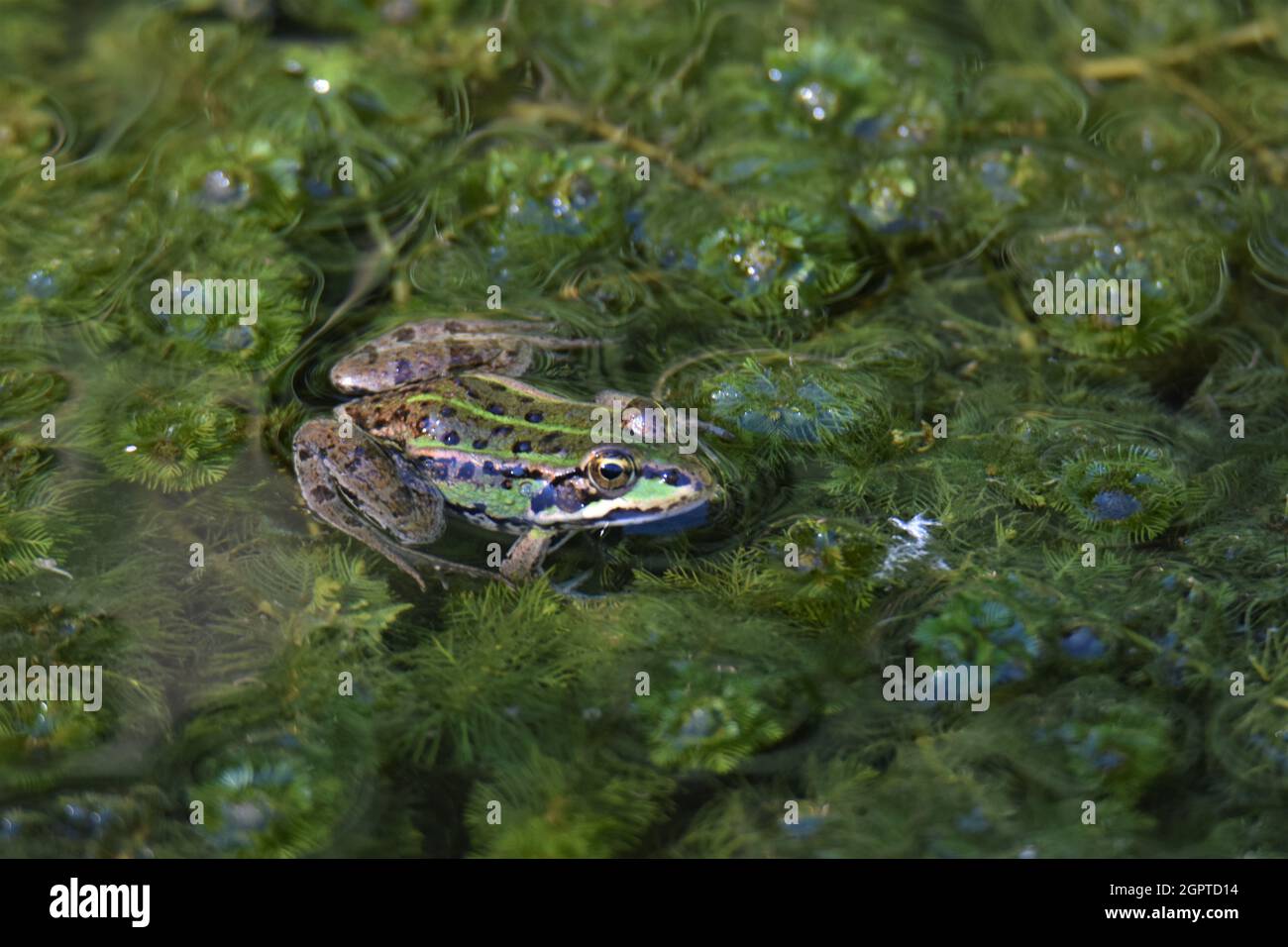 Un alto ángulo de visualización de la rana en el lago Foto de stock