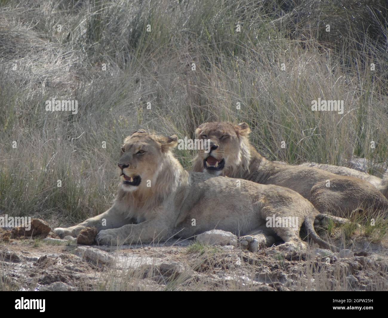 Foto de un grupo de Leones descansando en un pozo de agua en Namibia Foto de stock