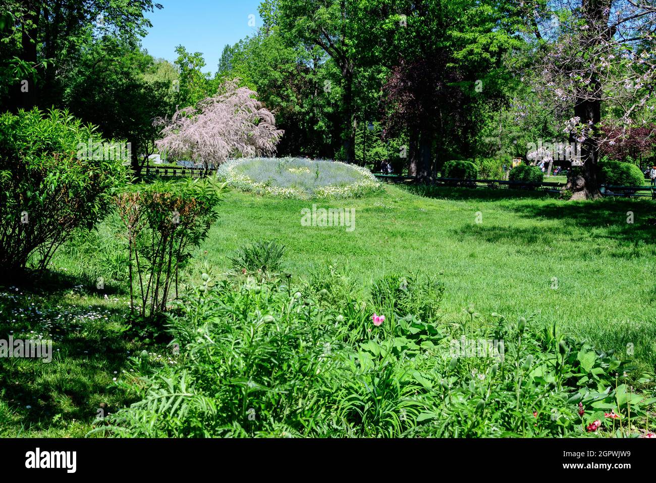 Jardín minimalista con árboles de tilo y hojas verdes cerca de la entrada principal en un soleado día de verano en el Jardín Cismigiu (Gradina Cismigiu) en Buch Foto de stock