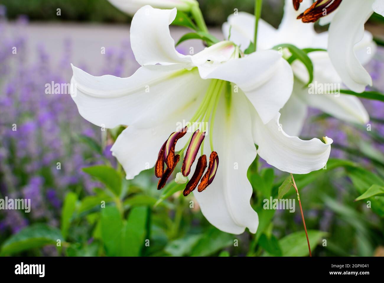 Una gran flor blanca de Lilium o Lily planta en un jardín estilo cabaña  británica en un soleado día de verano, hermosa fotografía de fondo floral  al aire libre Fotografía de stock -