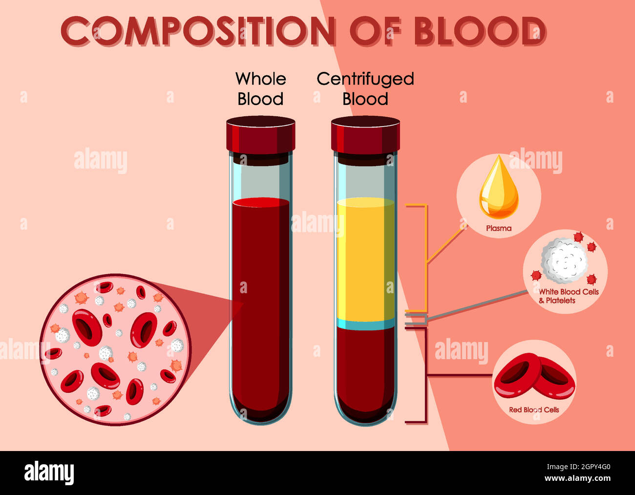 Diagrama Que Muestra La Composición De La Sangre Imagen Vector De Stock Alamy 9833