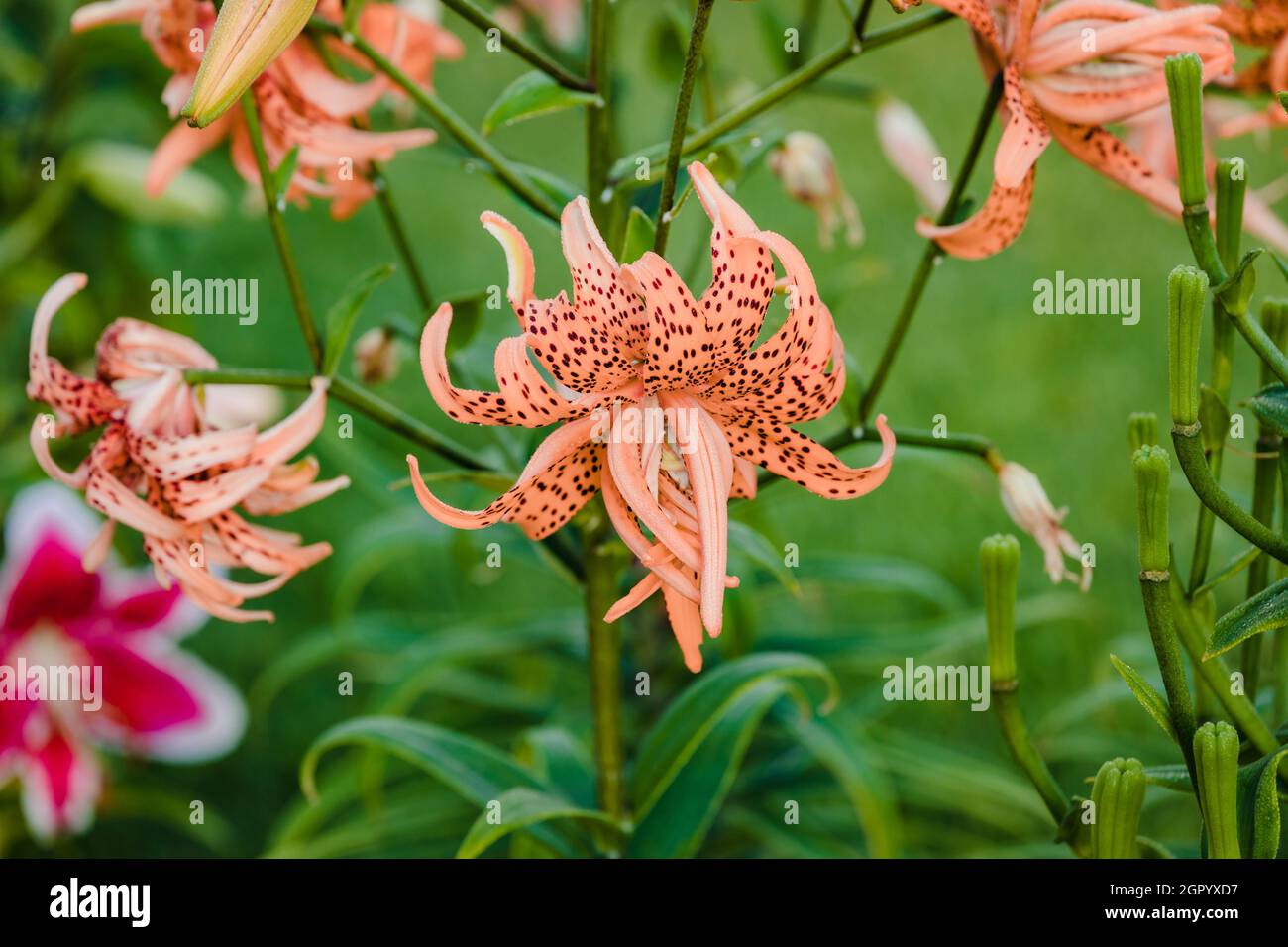 Lirio doble del tigre que florece en el jardín anaranjado Fotografía de  stock - Alamy