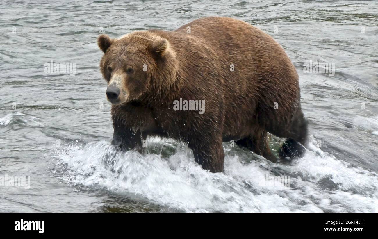 Un oso marrón adulto conocido como Oso 812 busca salmón en Brooks Falls en  el Parque Nacional Katmai y reserva el 4 de septiembre de 2021 cerca de  King Salmon, Alaska. El