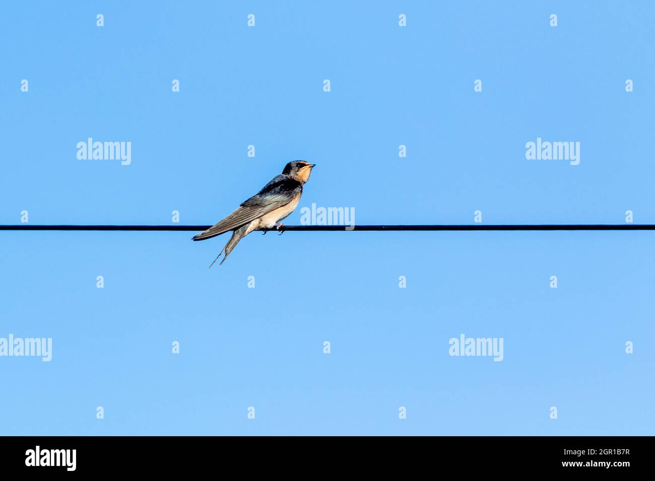 Una sola golondrina (Reino Unido) - Hirundo rustica - encaramada sobre un alambre sobre el suelo en Yorkshire. Estas son aves migratorias y son visitantes de verano en el Reino Unido. Foto de stock