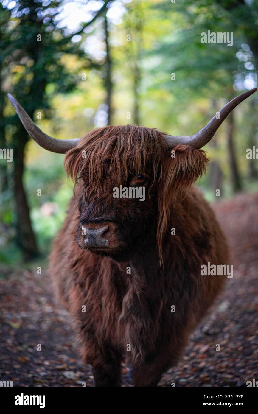 Highland Cow mirando hacia fuera Foto de stock