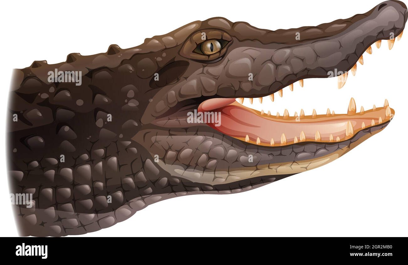 Un cocodrilo Ilustración del Vector