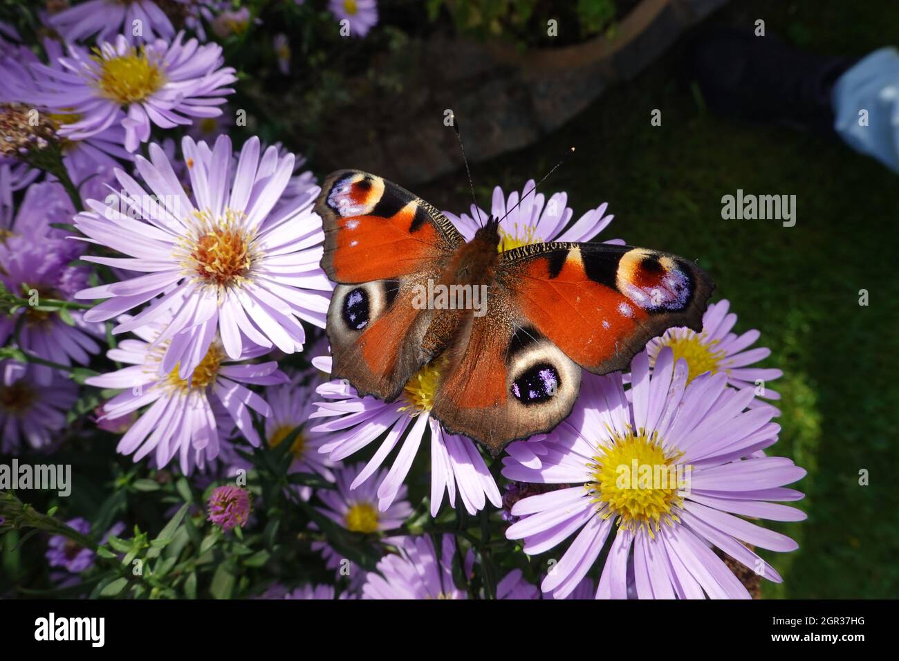 Honigbienen (Apis mellifera) und Tagpfauenaugen (Aglais io, Syn.: Inachis io, Nymphalis io) suchen Nektar auf lila Herbstpopa (Aster dumosus, Syn Sy Foto de stock