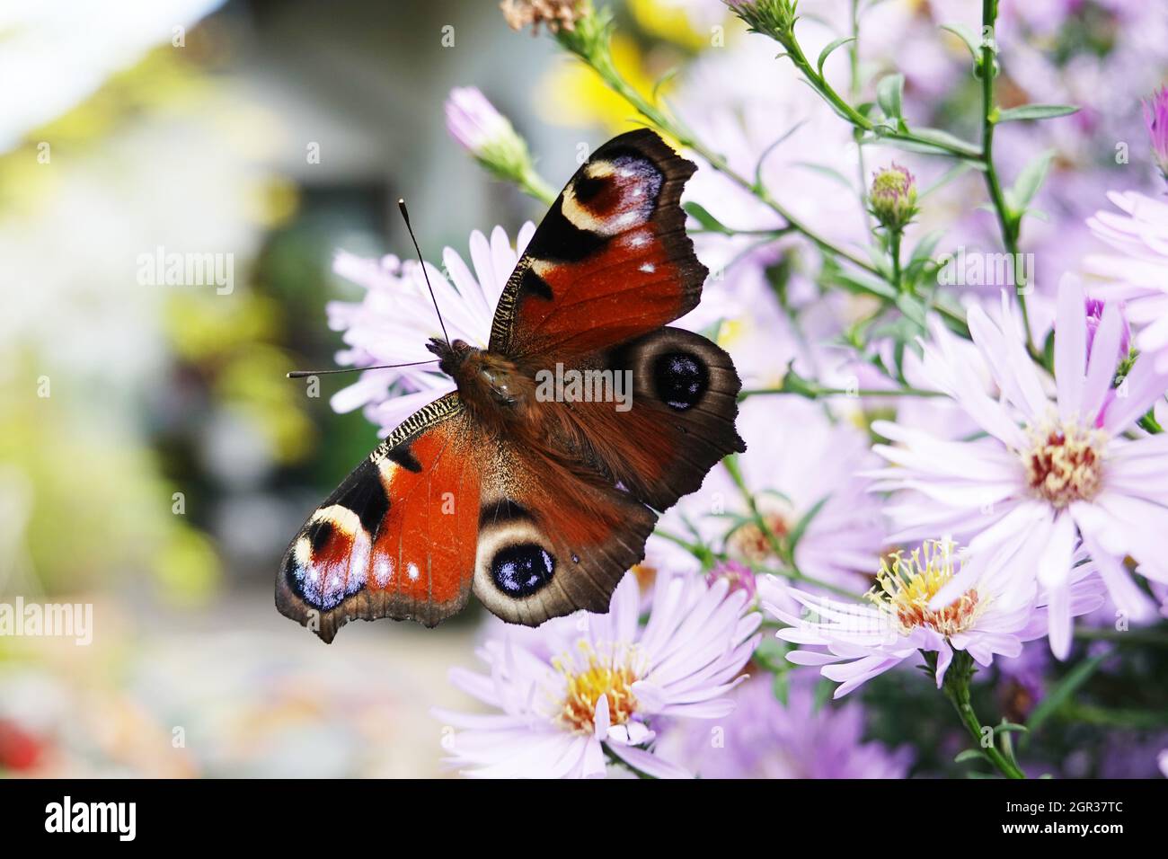 Honigbienen (Apis mellifera) und Tagpfauenaugen (Aglais io, Syn.: Inachis io, Nymphalis io) suchen Nektar auf weisser Herbstpopa (Aster dumosus, Syn Foto de stock