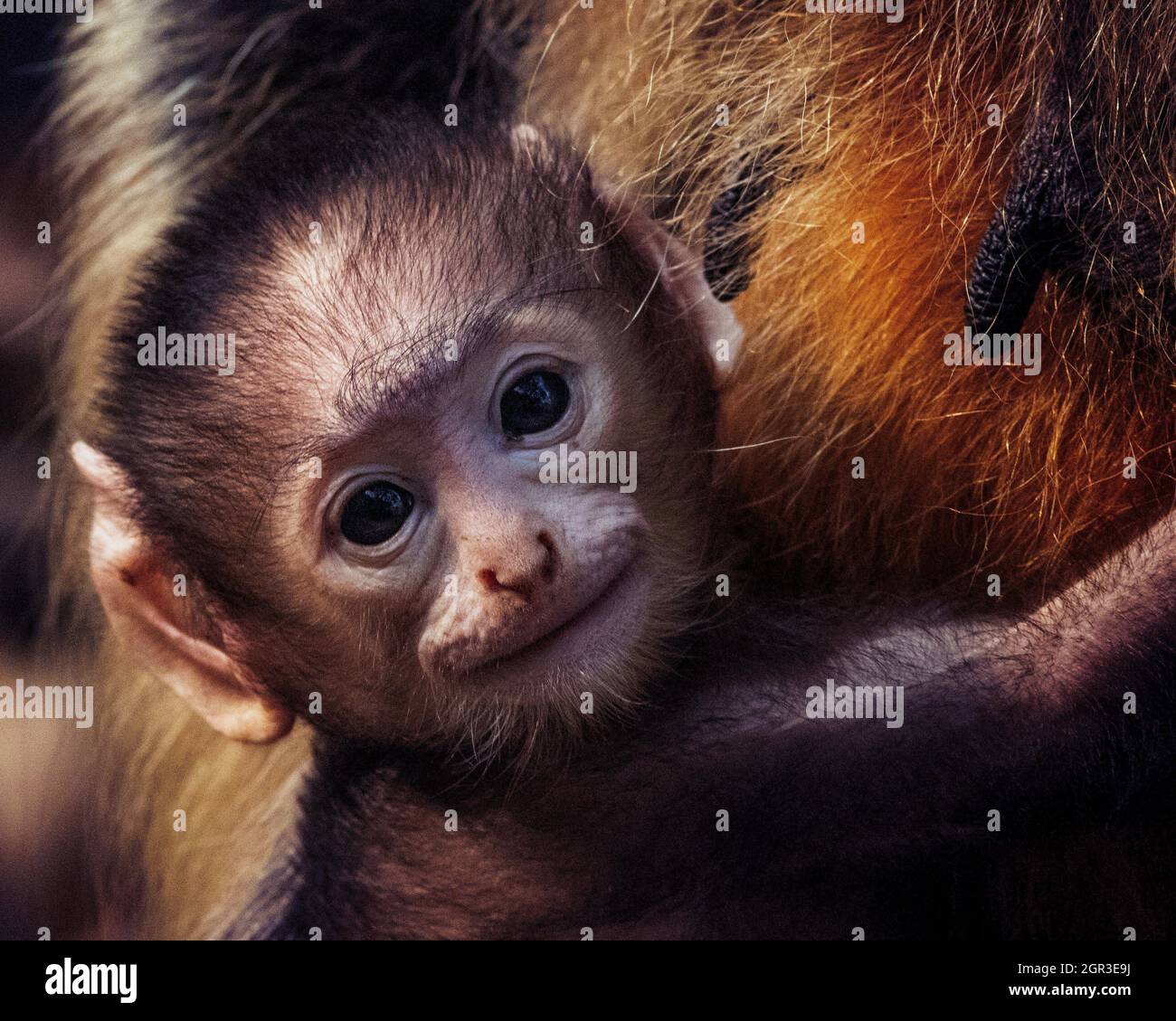 animal mono con bebé recién nacido fotografías e imágenes de alta - Alamy