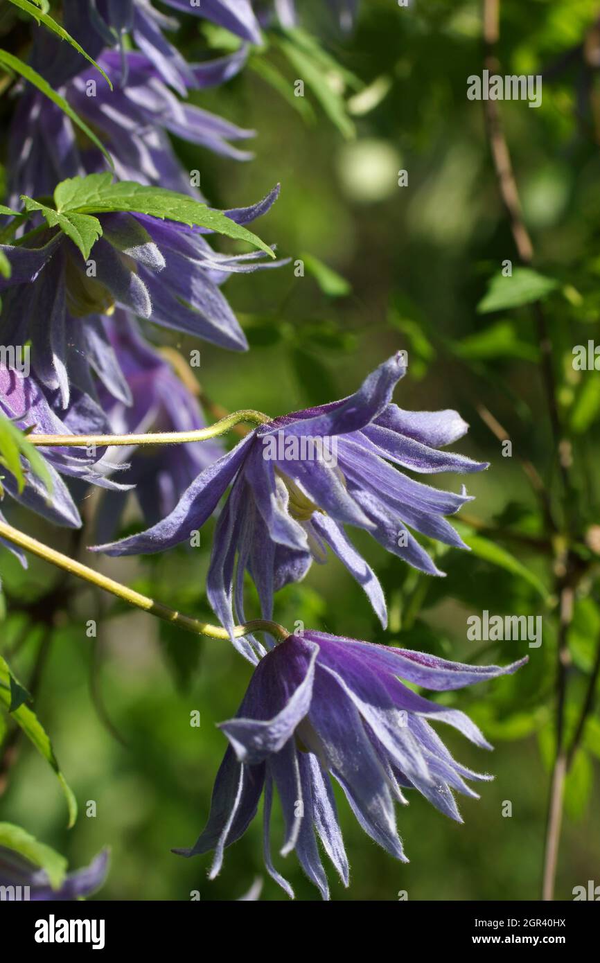 Doble azul Atragene (clematis) variedad Cecile flores en el jardín. Hermosas flores de verano azul en un jardín vertical jardinería. Foto de stock