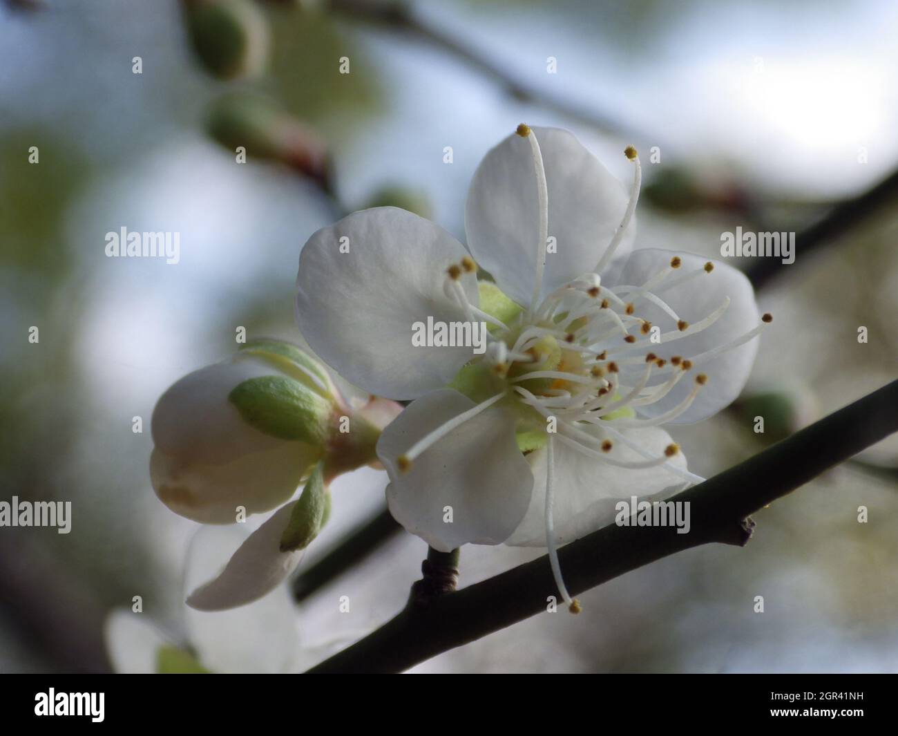 Ciruela flor como la flor nacional de la República de China Fotografía de  stock - Alamy