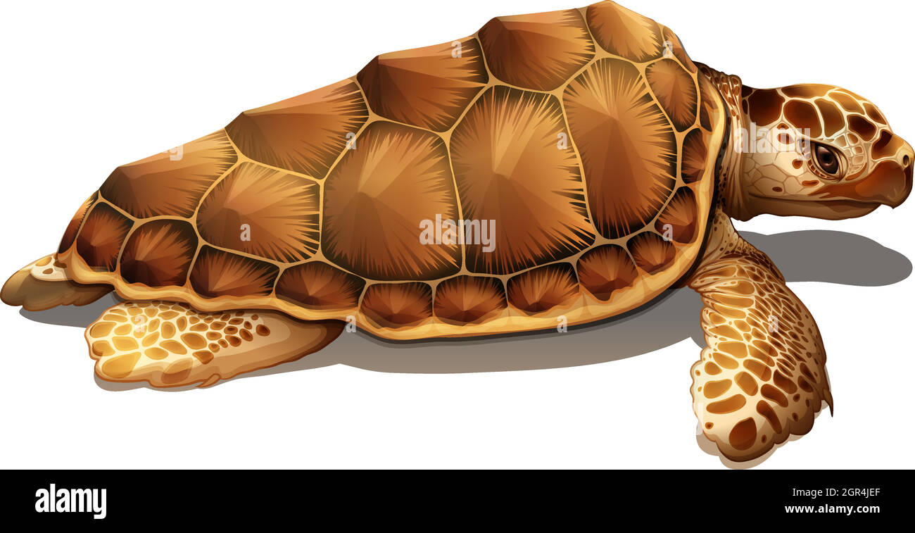 Tortuga Con Fondo Blanco Imágenes Vectoriales De Stock Alamy 5264