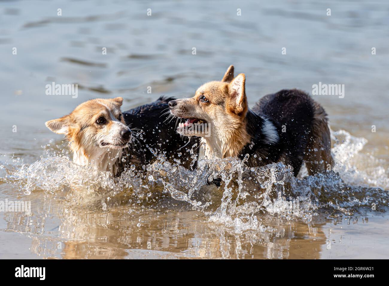 El perro galés Corgi Pembroke nada en el lago y disfruta de un día soleado Foto de stock