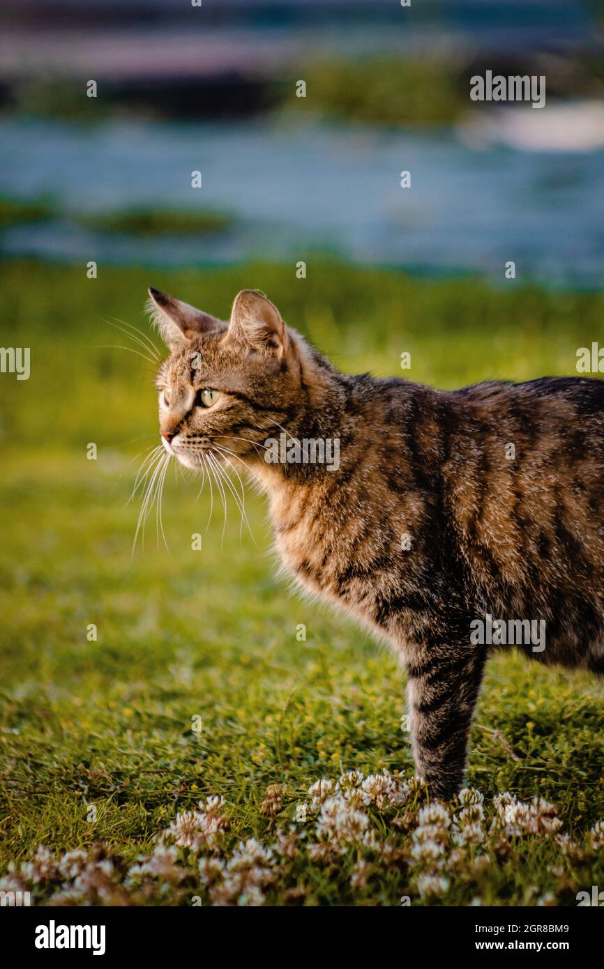 Toda la longitud de un gato Fotografía de stock - Alamy