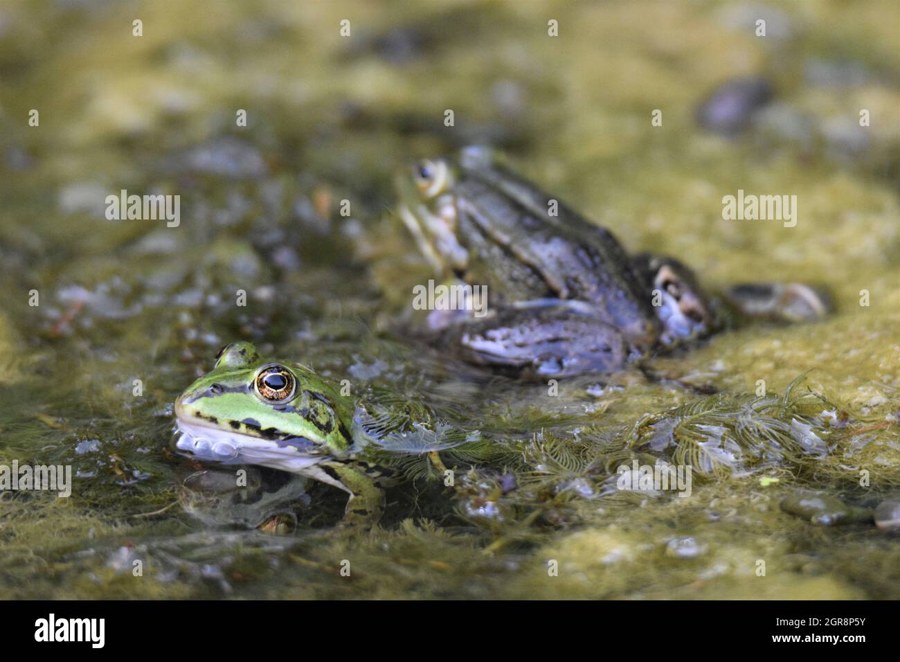 Close-up de las ranas en el lago Foto de stock