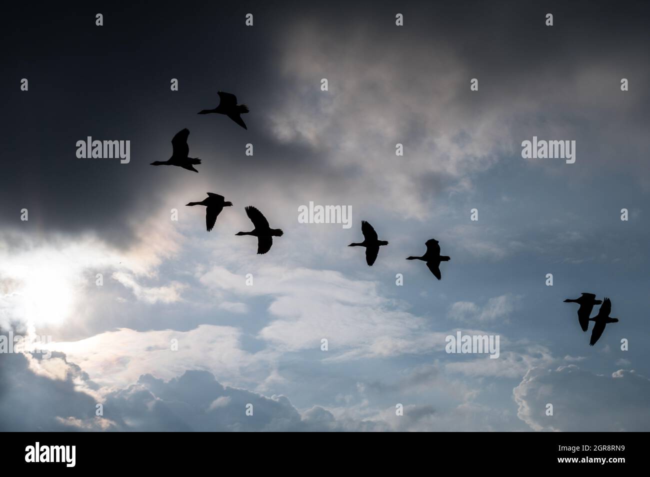 Vista en ángulo bajo de las aves silhouette volando en el cielo dramático Foto de stock
